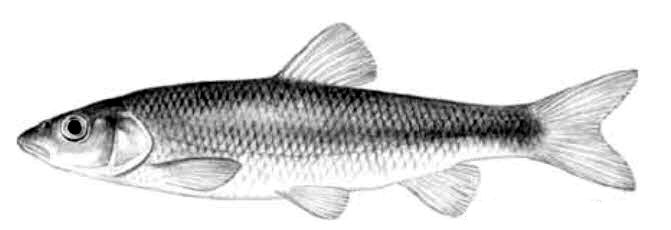 Squalius torgalensis_01.jpg
